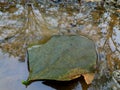 Green leaf over a puddle of water Royalty Free Stock Photo