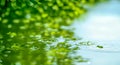 Green leaf over water reflection. fresh green leaf with water drop, relaxation nature concept. green leaves reflecting in the Royalty Free Stock Photo