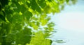 Green leaf over water reflection. Leaf over water. Nature of green leaf at summer. Natural green leaves plants cover page greenery Royalty Free Stock Photo