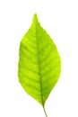 Green leaf over white