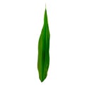 A green leaf over a white background