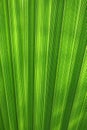 Green leaf palm background Royalty Free Stock Photo