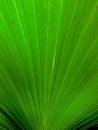 Green leaf palm family plants. Royalty Free Stock Photo