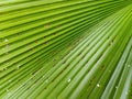 Green leaf palm line texture diagonal Royalty Free Stock Photo