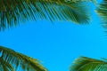 Green leaf of a palm tree. Royalty Free Stock Photo