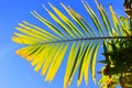 Green leaf of palm tree against the blue sky. Bright sunny day. Royalty Free Stock Photo