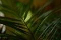 Green leaf of a palm tree on a background of a bright spot
