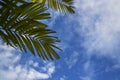 Green leaf palm tree on blue sky background Royalty Free Stock Photo