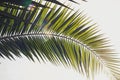 Green leaf palm tree close-up in natural sunligh Royalty Free Stock Photo