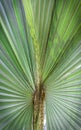 Green leaf palm tree Royalty Free Stock Photo