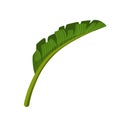 Green leaf of palm tree. Colorful cartoon vector Illustration Royalty Free Stock Photo
