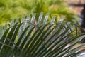 Green leaf of a palm tree with drops