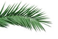 Green leaf of palm tree. Isolate on white background. Royalty Free Stock Photo