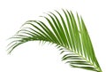 Green leaf of palm tree isolated on white background. Royalty Free Stock Photo