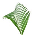 Green leaf of palm tree isolated on white background. Royalty Free Stock Photo