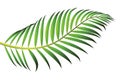 Green leaf of palm tree isolated on white background Royalty Free Stock Photo