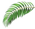 Green leaf of palm tree isolated on white background Royalty Free Stock Photo