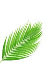 Green leaves of palm tree isolated on white background Royalty Free Stock Photo