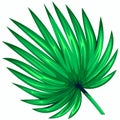 Green leaf of palm tree isolated on white background. Palm leaf icon. Royalty Free Stock Photo