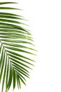 Green leaf of palm tree isolated on white background Royalty Free Stock Photo