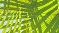Green Leaf Of Palm Tree. Green Leaves On Green Background. Summer Vacation. Close up. Royalty Free Stock Photo