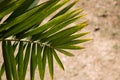 Green leaf of palm tree