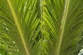 Green leaf of palm tree. palm leafs Royalty Free Stock Photo