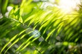 Green leaf of palm tree in the sunshine, beautiful tropical background