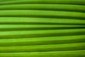 Green leaf of a palm tree