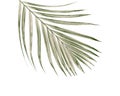 Green leaf of palm tree on white background