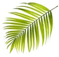 Green leaf of palm tree on white Royalty Free Stock Photo