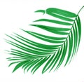 Green leaf of palm tree