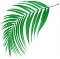 Green leaf of palm tree Royalty Free Stock Photo