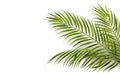 green leaf of palm tree on white background Royalty Free Stock Photo