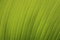 Green leaf palm close-up texture background Royalty Free Stock Photo