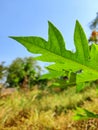 Green leaf of papaya tree blue sky Royalty Free Stock Photo