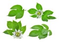 Green leaf of passion fruit isolated on white Royalty Free Stock Photo
