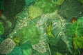 Green leaf pattern Royalty Free Stock Photo