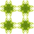 Green leaf pattern isolated on white background. Clipping paths Royalty Free Stock Photo