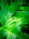 Green leaf pattern with macro photo angel