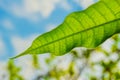 Green leaf pattern on natural sky background