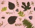 Green leaf pattern on the pink background. Flat lay concept Royalty Free Stock Photo