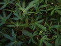 green leaf pattern of sweet potato plants in the morning plantation Royalty Free Stock Photo