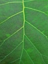 Green Leaf Pattern Teak Leaves Forest Plants