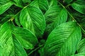 green leaf pattern and water drops for background Royalty Free Stock Photo