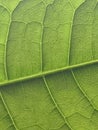 Green Leaf Patterning Background Royalty Free Stock Photo