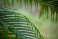 Green leaf patterns