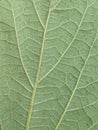 Green leaf pattren