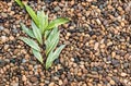 Green leaf on pebble ,background Royalty Free Stock Photo