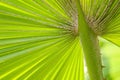 Green leaf petten texture background